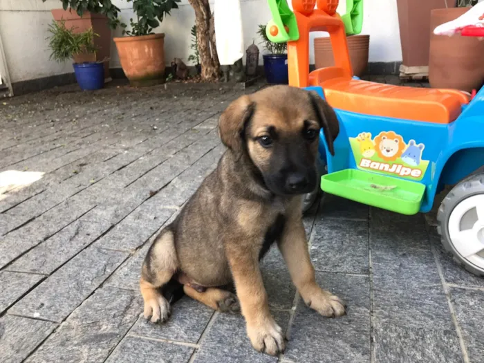 Cachorro ra a vira lata idade 2 a 6 meses nome BUZZ