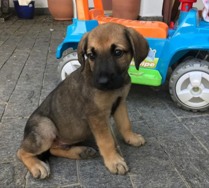 Cachorro ra a vira lata idade 2 a 6 meses nome BUZZ