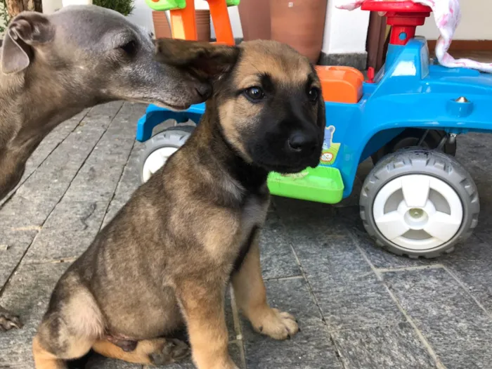Cachorro ra a vira lata idade 2 a 6 meses nome BUZZ