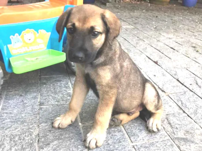 Cachorro ra a vira lata idade 2 a 6 meses nome BUZZ