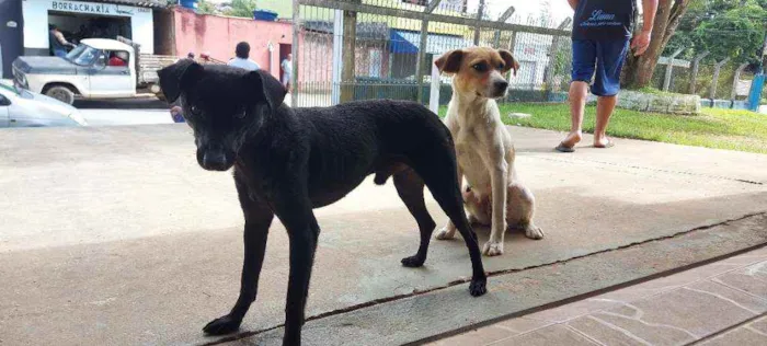 Cachorro ra a Srd idade 7 a 11 meses nome Fofos