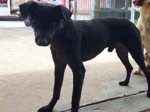 Cachorro ra a Srd idade 7 a 11 meses nome Fofos