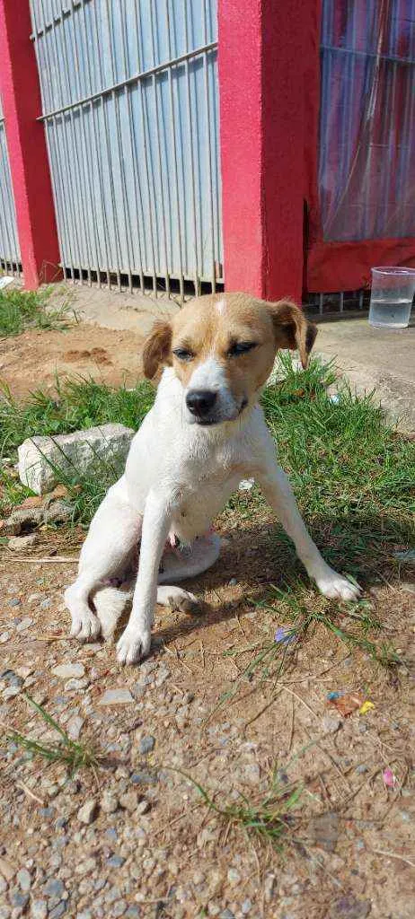 Cachorro ra a Srd idade 1 ano nome Fofinha