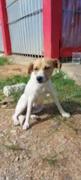 Fofinha