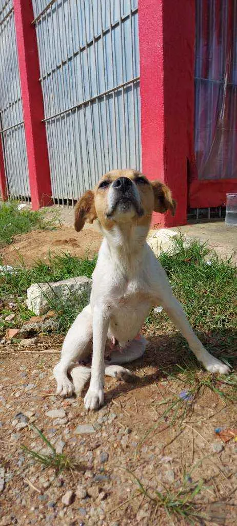 Cachorro ra a Srd idade 1 ano nome Fofinha