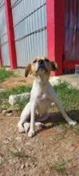 Fofinha