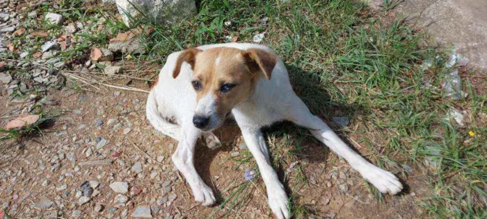 Cachorro ra a Srd idade 1 ano nome Fofinha