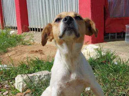 Cachorro ra a Srd idade 1 ano nome Fofinha