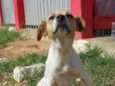 Fofinha