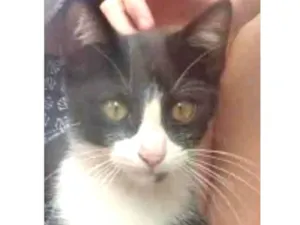 Gato raça Mestiço kurilian bobtail idade 7 a 11 meses nome Tom