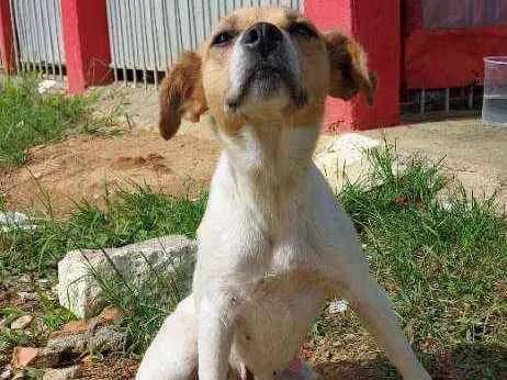 Cachorro ra a Srd idade 1 ano nome Fofinha