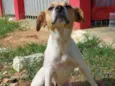 Fofinha