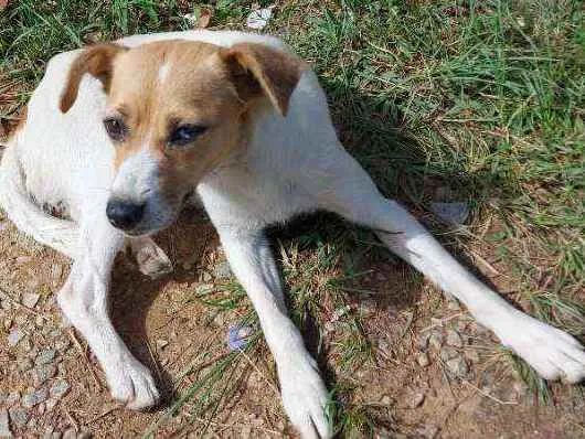 Cachorro ra a Srd idade 1 ano nome Fofinha