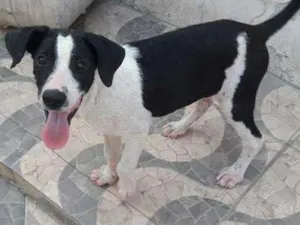 Cachorro raça srd idade 2 a 6 meses nome Luke
