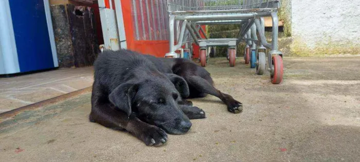 Cachorro ra a Srd idade 1 ano nome Fofos