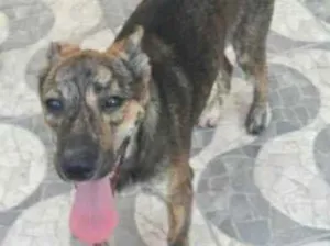 Cachorro raça srd idade 2 a 6 meses nome Balu