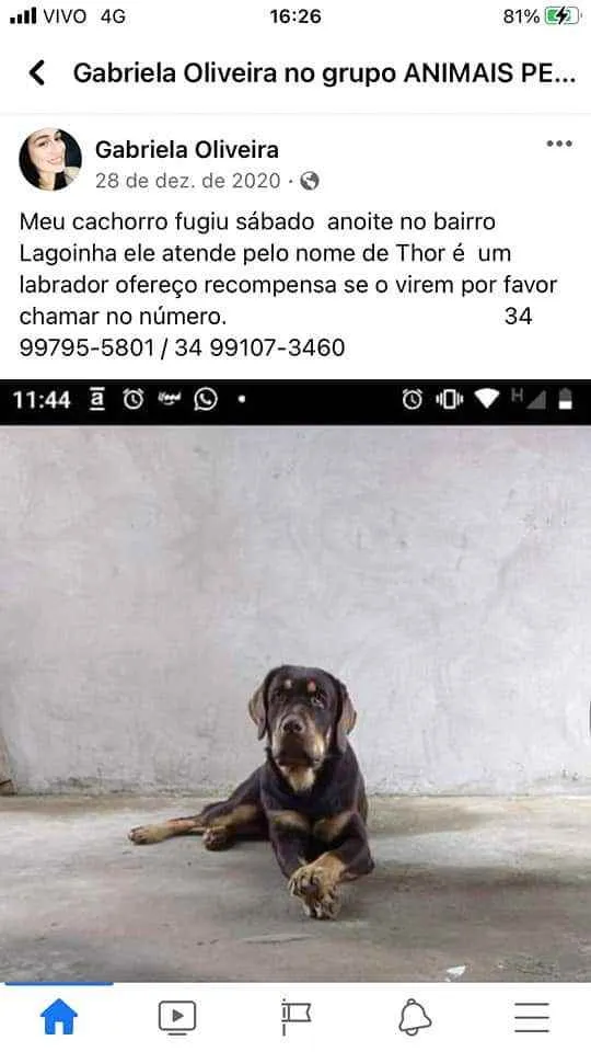 Cachorro ra a Labrador idade 2 anos nome Thor