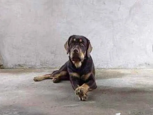 Cachorro ra a Labrador idade 2 anos nome Thor