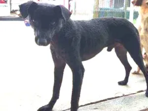 Cachorro raça Srd idade 7 a 11 meses nome Fofos