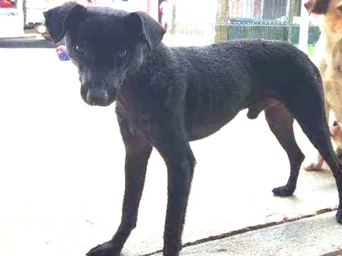 Cachorro ra a Srd idade 7 a 11 meses nome Fofos