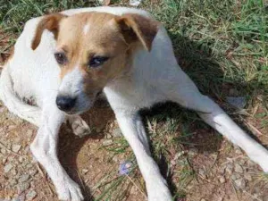 Cachorro raça Srd idade 1 ano nome Fofinha