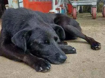 Cachorro ra a Srd idade 1 ano nome Fofos