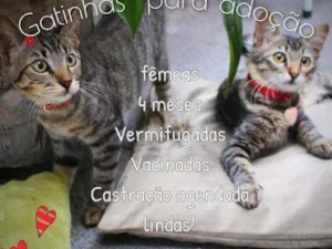 Gato raça Srd idade 2 a 6 meses nome Cacau