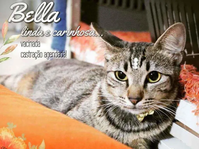Gato ra a Srd idade 7 a 11 meses nome Bella