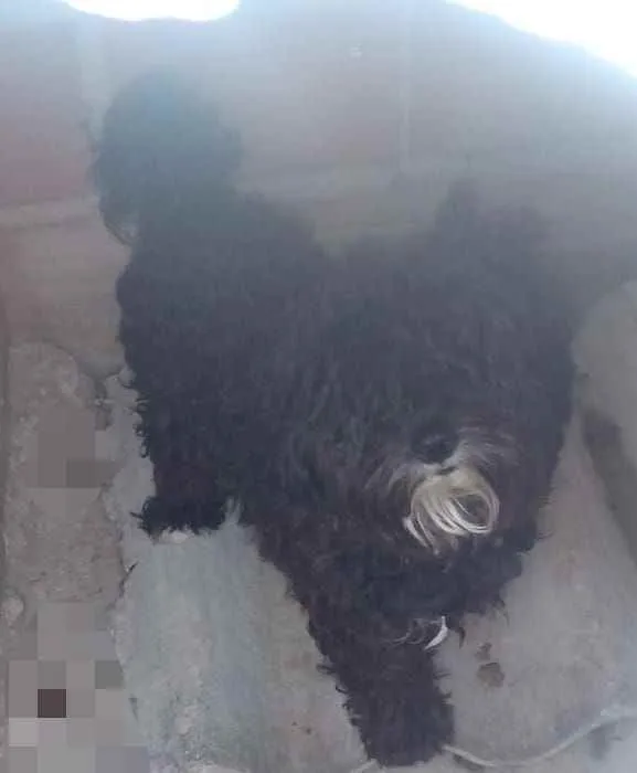 Cachorro raça Poodle idade 1 ano nome Snup