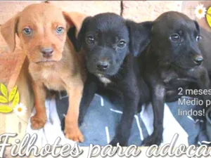 Cachorro raça Srd idade 2 a 6 meses nome Filhotes