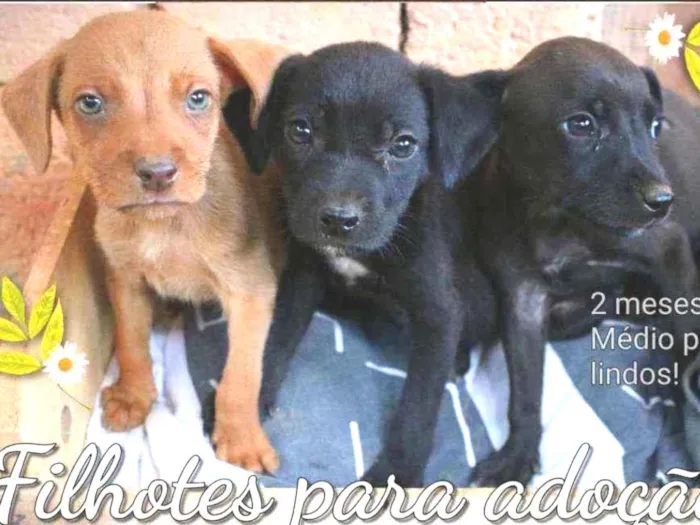 Cachorro ra a Srd idade 2 a 6 meses nome Filhotes
