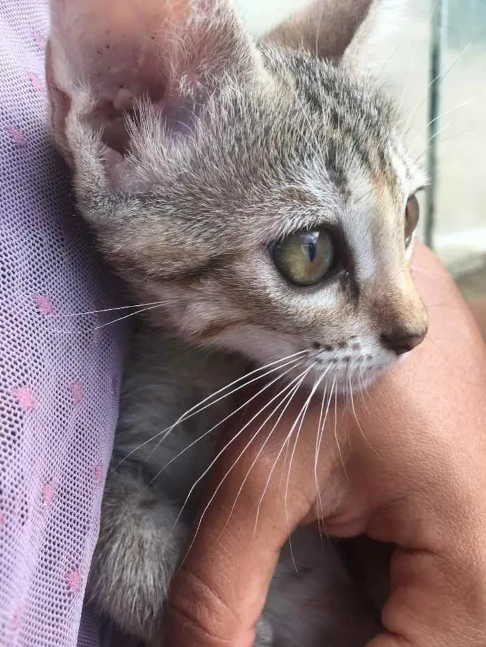 Gato ra a Raciados idade Abaixo de 2 meses nome Alice,pingo,bily,lee