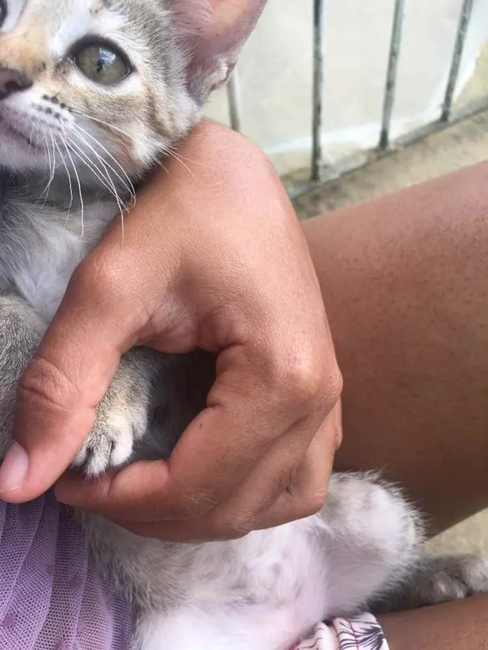 Gato ra a Raciados idade Abaixo de 2 meses nome Alice,pingo,bily,lee