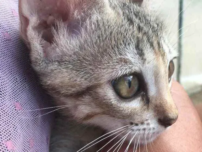 Gato ra a Raciados idade Abaixo de 2 meses nome Alice,pingo,bily,lee