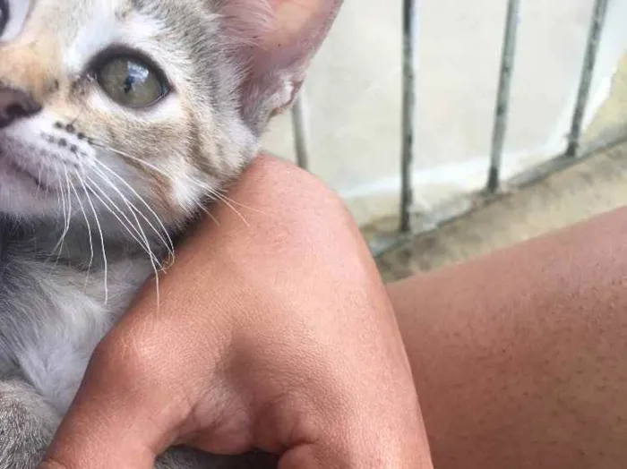 Gato ra a Raciados idade Abaixo de 2 meses nome Alice,pingo,bily,lee