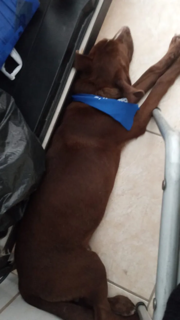 Cachorro ra a LABRADROR COM PITBULL idade 7 a 11 meses nome Thor