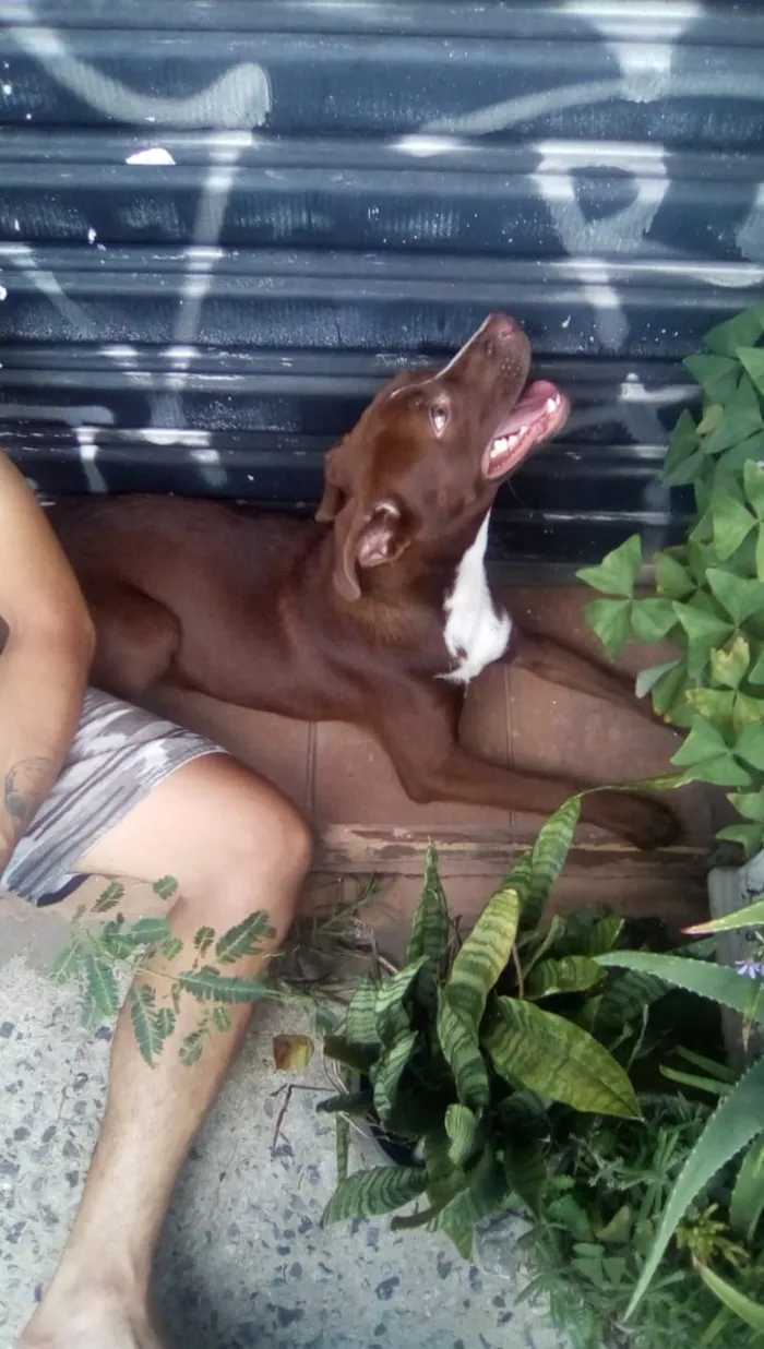 Cachorro ra a LABRADROR COM PITBULL idade 7 a 11 meses nome Thor