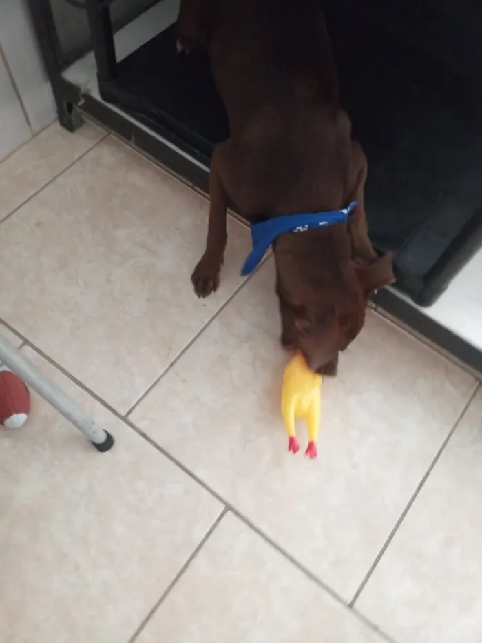 Cachorro ra a LABRADROR COM PITBULL idade 7 a 11 meses nome Thor
