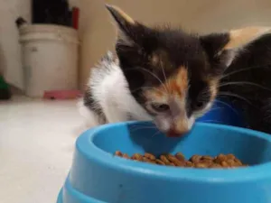 Gato raça Srd idade Abaixo de 2 meses nome GATINHAS