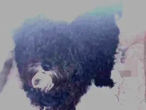 Cachorro raça Poodle idade 1 ano nome Snup