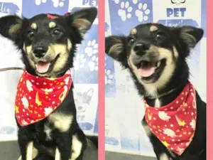 Cachorro raça Srd idade 7 a 11 meses nome Lola