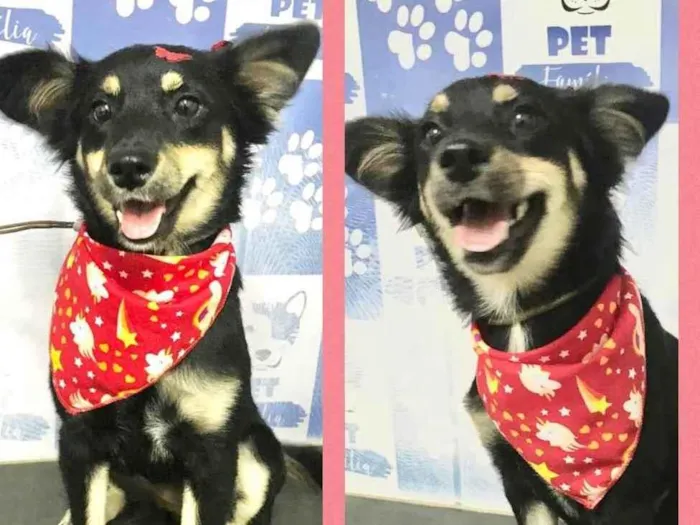 Cachorro raça Srd idade 7 a 11 meses nome Lola