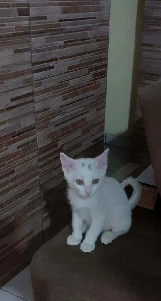 Gato ra a Indefinida idade 2 a 6 meses nome Branquinho