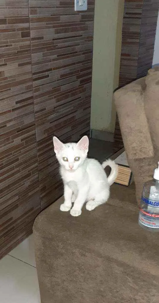 Gato ra a Indefinida idade 2 a 6 meses nome Branquinho