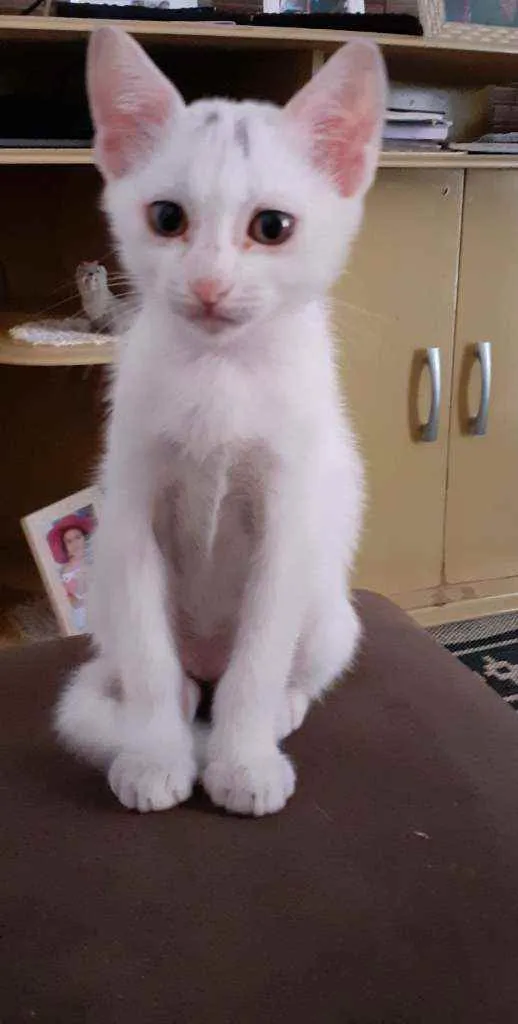 Gato ra a Indefinida idade 2 a 6 meses nome Branquinho
