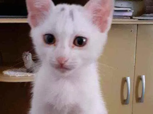 Gato ra a Indefinida idade 2 a 6 meses nome Branquinho