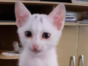 Gato raça Indefinida idade 2 a 6 meses nome Branquinho