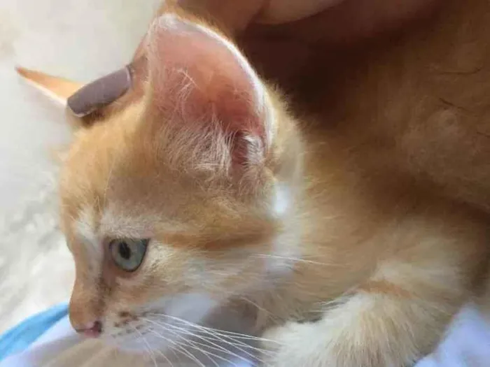 Gato ra a Raciados idade Abaixo de 2 meses nome Alice,pingo,bily,lee
