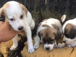 Cachorro raça Mista idade Abaixo de 2 meses nome Pits, Aurora, Abele