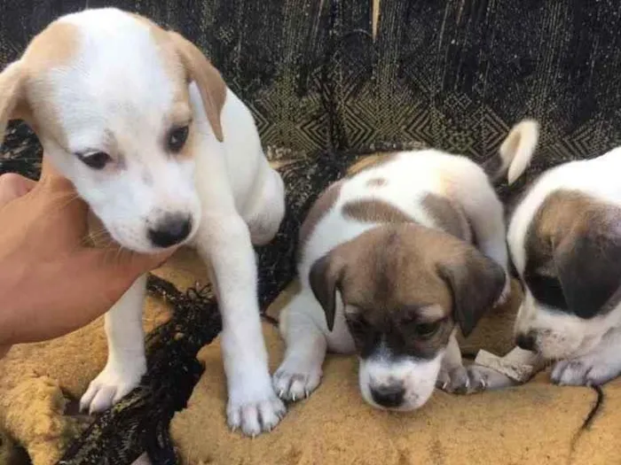 Cachorro ra a Mista idade Abaixo de 2 meses nome Pits, Aurora, Abele